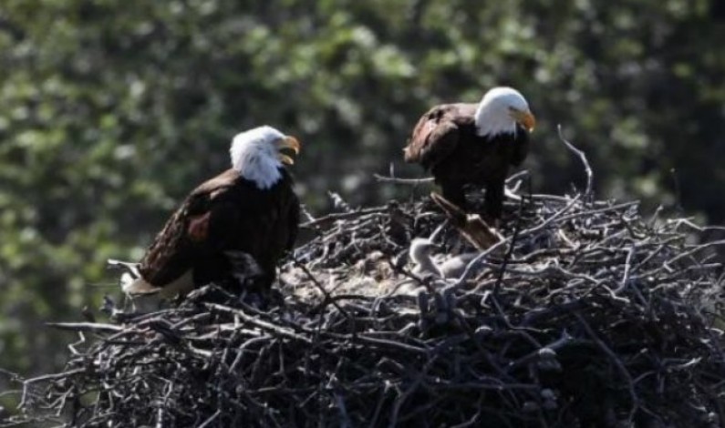 NRA Favors Death of American Bald Eagle