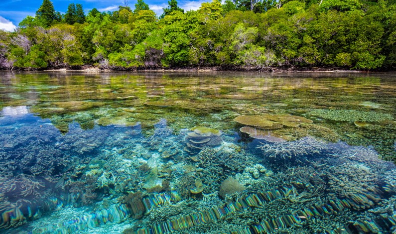 Coral Reefs Protect the Environment and the Economy