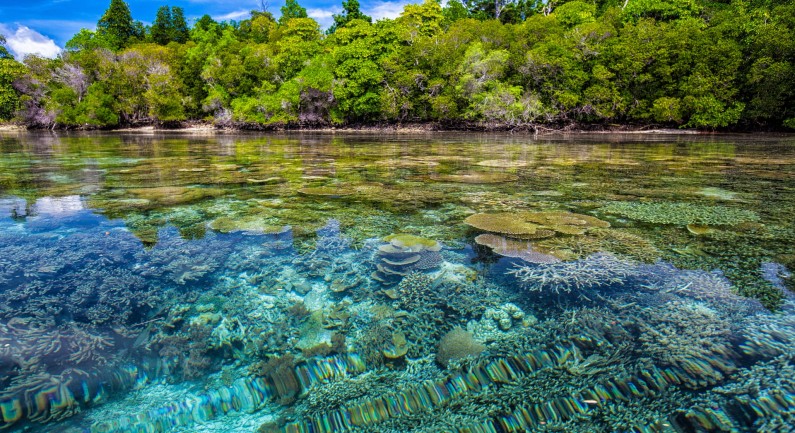 Coral Reefs Protect the Environment and the Economy